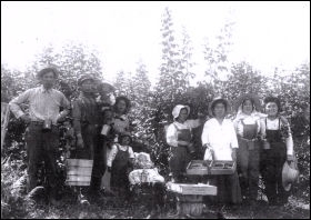 Rasberry Pickers at Hatzic Farm, c. 1935, 写真提供: Japanese Canadian National Museum, 写真番号: JCNM 97/189.1.224, Steve (Yoshio) Shikaze fond;