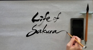 Life of Sakura